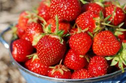 如何给草莓苗施肥以及种植注意事项