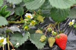 草莓苗生长过程有几个阶段？