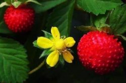 蛇莓苗与草莓苗的区别