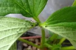 草莓苗的病虫害防治方案