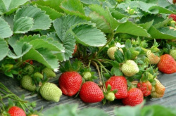 冬季大棚草莓如何加温？