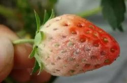 草莓白粉病正确的防治措施