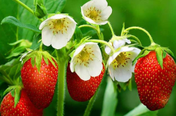 大棚草莓发霉腐烂应该如何防治？