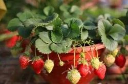 阳台草莓盆苗栽种植方法