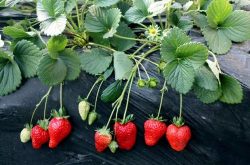 草莓挂果怎样施肥