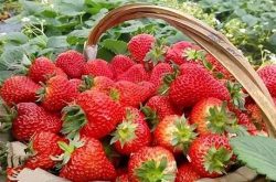 草莓苗冬天移植能活吗