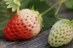 草莓白化病的识别与预防