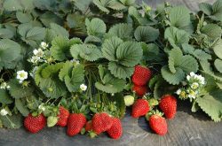 冬天室内怎么养草莓苗？