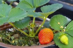 买来的草莓苗如何盆栽