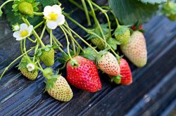 拿敌稳防治草莓炭疽病效果和方法