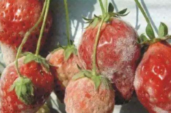 草莓白粉病怎么预防？