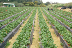 草莓可以秋天种植吗？