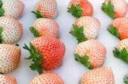 桃熏草莓黄枯萎病症状