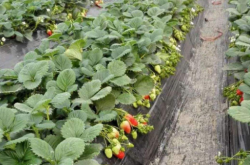 尿素能不能给草莓施肥 3种肥料让草莓各大果甜