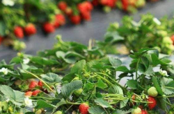 草莓种植怎么施肥
