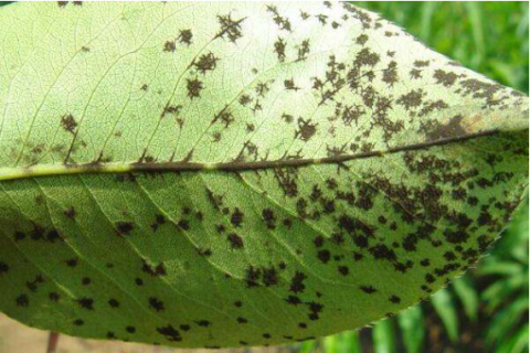 草莓苗黑星病的症状和防治方法