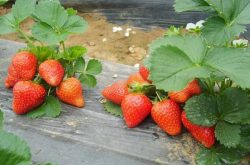 草莓的施肥时间以及肥料选择