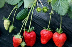 四季草莓春天栽种能成活吗？