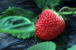 种草莓施肥太多会怎么样 施肥的正确打开方式