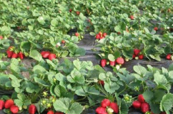 种植草莓的土壤怎么施肥？