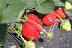 草莓白粉病病斑描述以及防治的重点