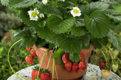 网购草莓苗盆栽 草莓苗用什么盆栽合适？