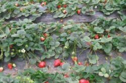 草莓地是怎么施肥的