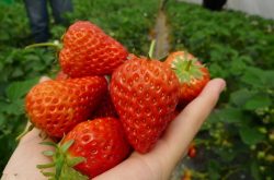 草莓开花期施肥注意事项有哪些