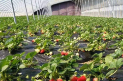 种植草莓必须要施肥吗 草莓施肥应该注意什么