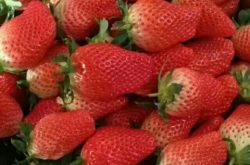 草莓母苗是什么样子