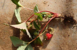 草莓根部病害死棵的综合防治方案介绍
