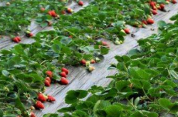 草莓种植多久后施肥？