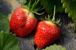草莓施肥用磷酸二铵行吗