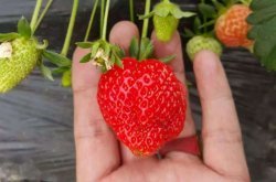 草莓苗品种分辨