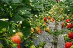 草莓苗的黄叶问题该如何处理？