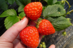 草莓花期可不可以控苗 草莓花期怎么控苗