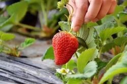 鸡粪给草莓的施肥方法