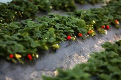 大棚种植草莓如何管理湿度