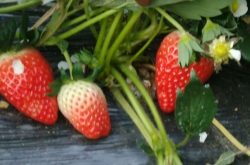 草莓苗移栽技术有哪些注意事项
