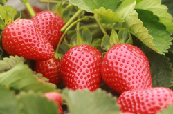 红颜草莓怎么防白粉病 这3点让红颜草莓高产到爆