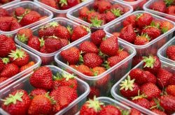 草莓要施肥吗以及种植草莓注意事项