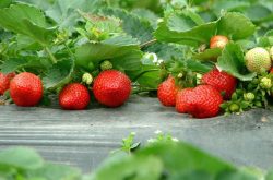 草莓冲施肥后出现干叶是为什么