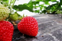 赤霉素对草莓苗的作用