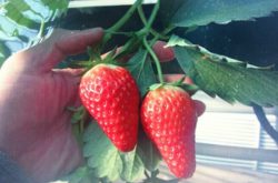 草莓苗几年能结果