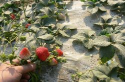 草莓如何缓苗