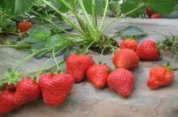草莓撒复合肥烧苗了怎么办，如何去预防