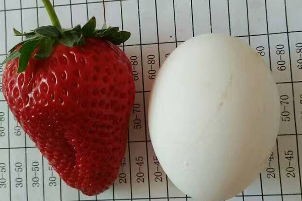 草莓怎么摘 农业技术 天天学农