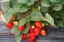 草莓苗怎么栽培