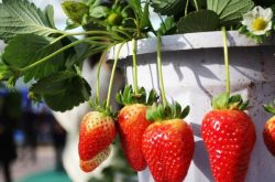 草莓炭疽病是什么菌？
