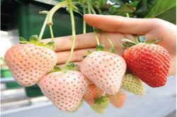 草莓大小叶病怎么办